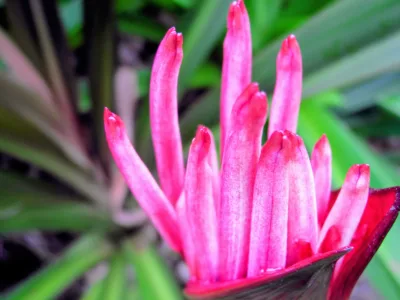 Photo of the Day: Spider Lily Birth